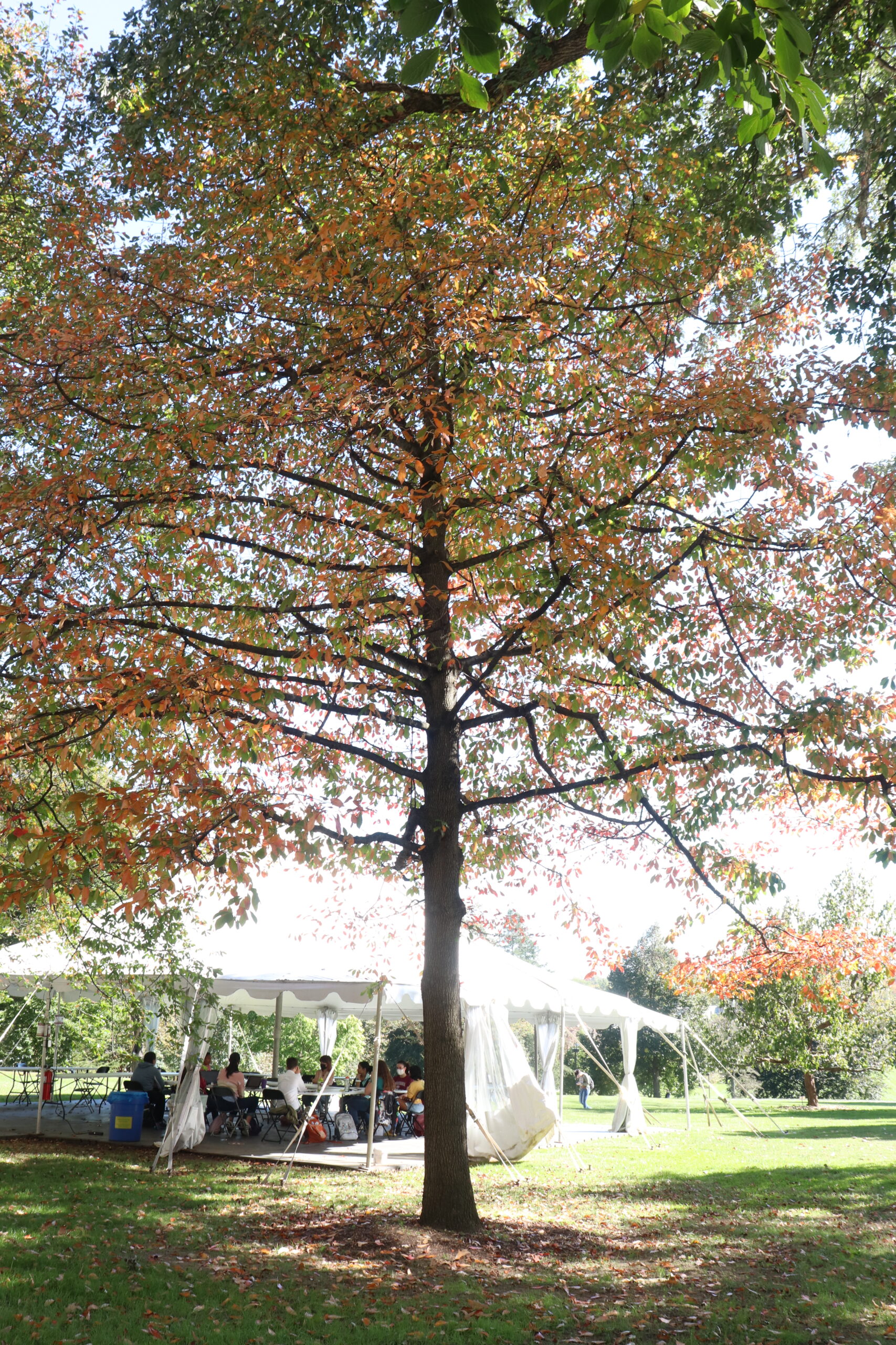 Tree in front of Parrish