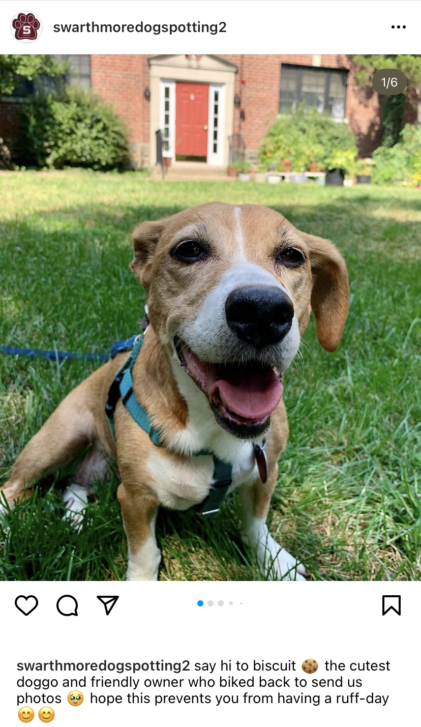 Atlanta Braves - It's #NationalPuppyDay! We want to see your furry friends  in the comments ⤵️